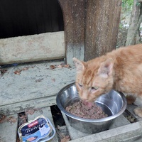 photo de livraison pour Les Chats libres de Fleurance