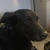 photo animal