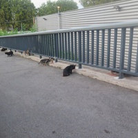 photo de livraison pour Chat Libre de l'Ile du Ramier