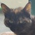 photo animal