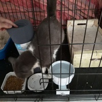 photo de livraison pour Ecole du Chat Libre de Caillerot