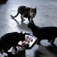 photo de livraison pour Patounes de Chats