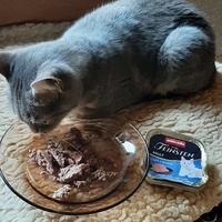 photo de livraison pour Bien vivre avec les Chats Sallélois