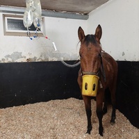 photo de livraison pour Les Chevaux d'Elo