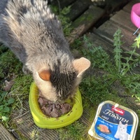 photo de livraison pour SOS Chats Libres