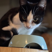 photo de livraison pour CATS