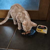 photo de livraison pour Les Chats de la Rue
