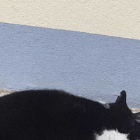 photo de livraison pour Les Chats du Mercantour