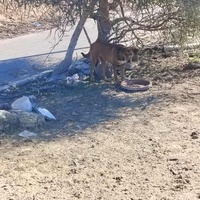 photo de livraison pour 4 Pattes Mogador