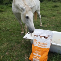 photo de livraison pour Happy Horse Day