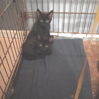 photo de livraison pour Les Chats Libres de la Canterrane