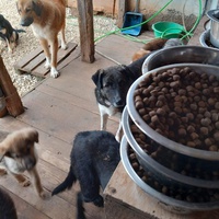 photo de livraison pour Happy Shelter Skopje