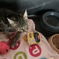 photo de livraison pour Association des Chats Camarguais