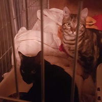 photo de livraison pour Les chats Port-Saint-Louisiens