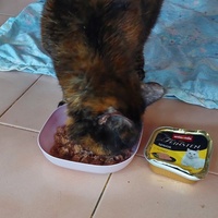 photo de livraison pour L'école du Chat d'Ollioules