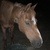 photo animal