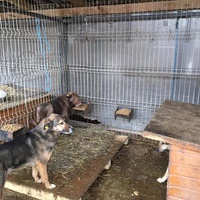 photo de livraison pour RespekTIERE Leben e.V.