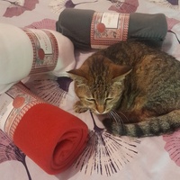 photo de livraison pour Les Chats'nonymes