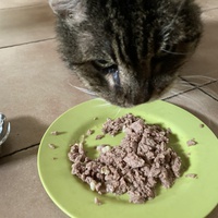 photo de livraison pour Ecole du Chat des Alpilles
