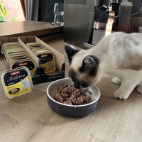 photo de livraison pour Les chats de l'Indifférence