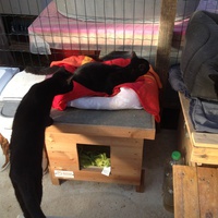 photo de livraison pour Association Des  Chats  De Hyeres