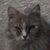 photo animal