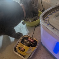 photo de livraison pour Cosa Animalia