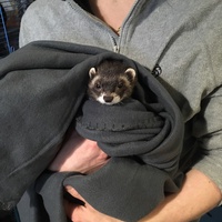 photo de livraison pour La Tribu de LOLA