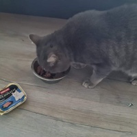 photo de livraison pour Association les Chats Libres de Saint-Amand-les-Eaux