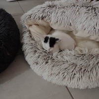 photo de livraison pour Chat L'Heureux Chat l'Ange et Cie