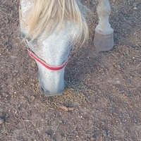 photo de livraison pour Equi-Libre : Droit à la Retraite Equine