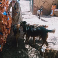 photo de livraison pour Help Adopt Moroccan Animals