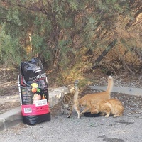 photo de livraison pour Castel Cats