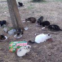 photo de livraison pour Les Chats Libres de la Canterrane