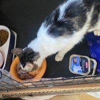 photo de livraison pour Les chats Port-Saint-Louisiens