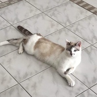 photo de livraison pour Association Des  Chats  De Hyeres