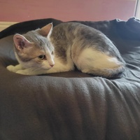 photo de livraison pour Les Chats de la Rue