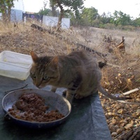 photo de livraison pour L'Ecole du Chat Istreen