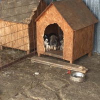 photo de livraison pour Save & Hope for Dogs