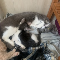 photo de livraison pour Le Chat Salonais