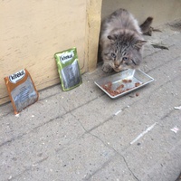 photo de livraison pour Bien vivre avec les Chats Sallélois