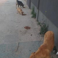 photo de livraison pour Civic Initiative Kane Korzo Skopje