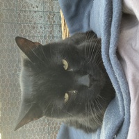 photo de livraison pour Association Des  Chats  De Hyeres