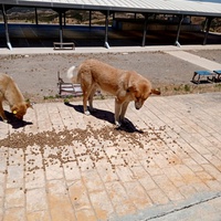 photo de livraison pour Sanctuaire de la Faune de Tanger (SFT)