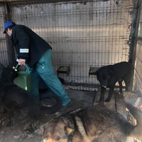 photo de livraison pour Florentina Cioaca
