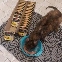 photo de livraison pour Larmes de Chats