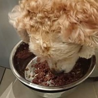 photo de livraison pour Cœur Animal