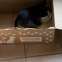 photo de livraison pour CATS