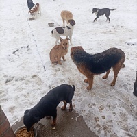 photo de livraison pour Udruzenje za Zastitu Zivotinja Srecko, Valjevo