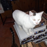 photo de livraison pour Cruzy Cat 34